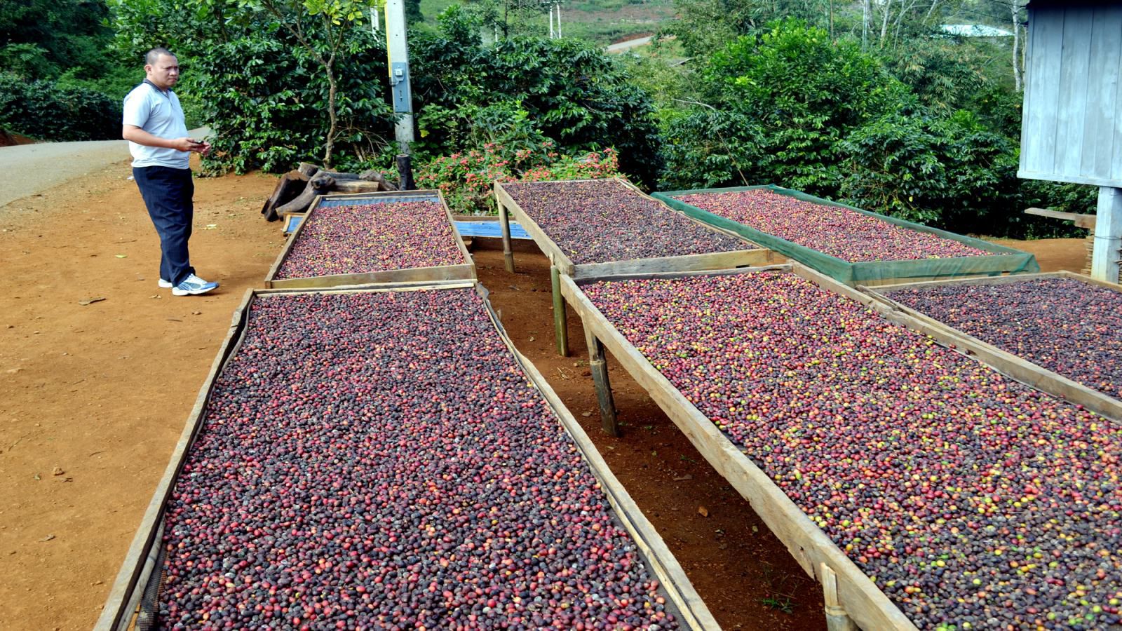 bolaven-plateau-coffee-1
