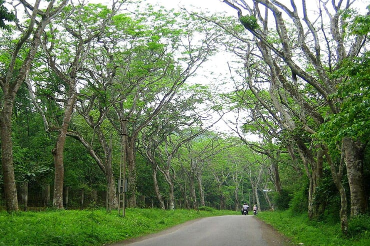 cuc-phuong-national-park-1