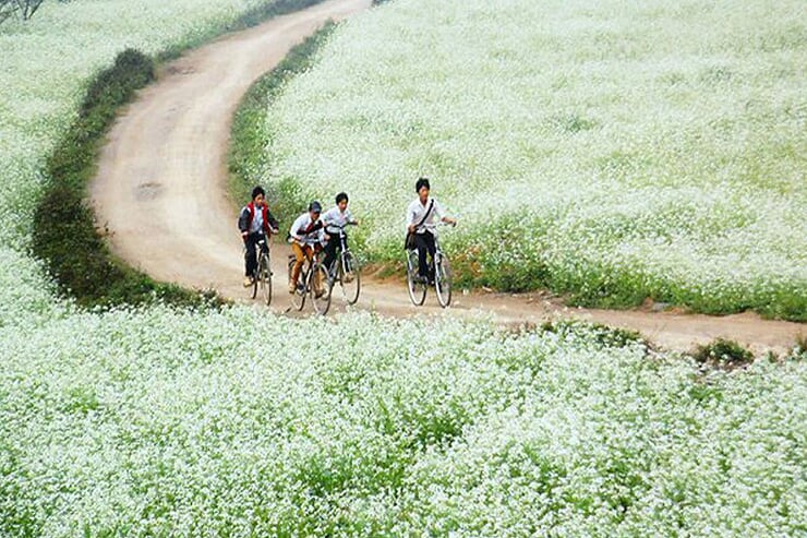 flower-field