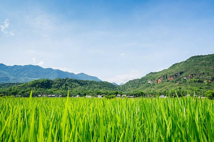 mai-chau-rice-paddies