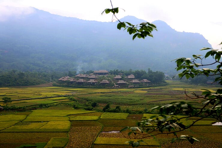 mai-chau-rice-field