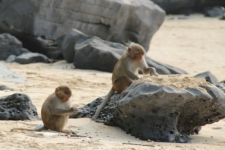 monkey-island