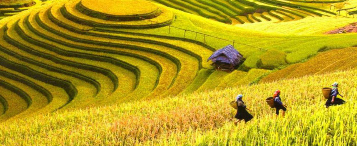 Sapa trekking and homestay group tour by bus 2D1N