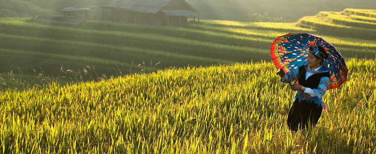 Sapa trekking by bus 3D2N (hotel stay)