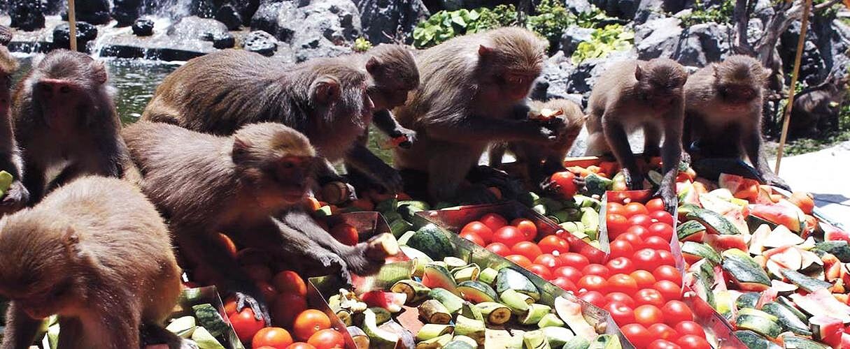 Monkey Island Full day tour