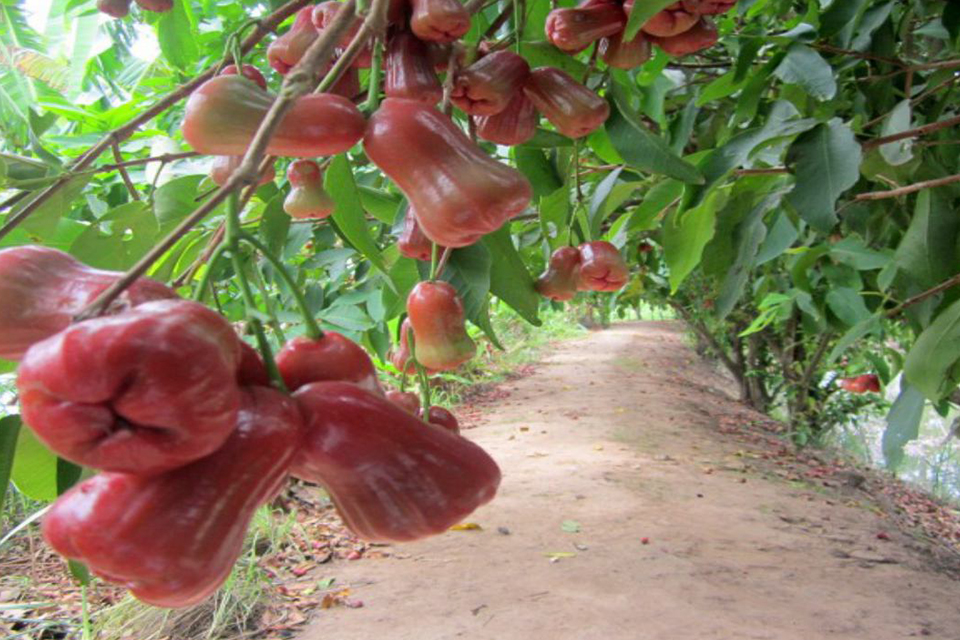 960-an-binh-Islet-orchard