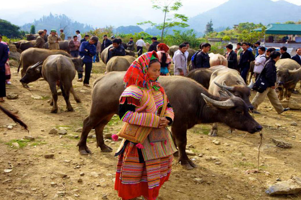 960-bufflo-trading-at-bac-ha-market