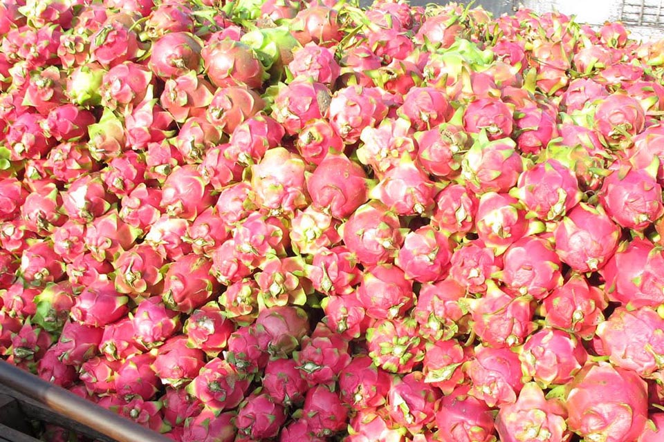 cai-be-market-my-tho-ben-tre-can-tho-2-days-2