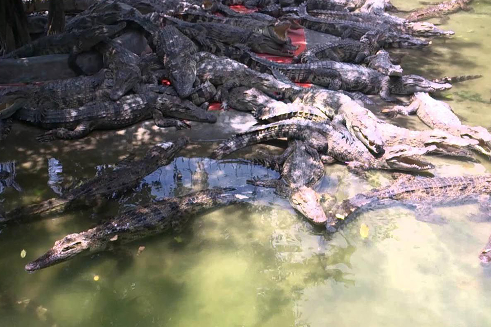 crocodile-farm-my-tho-can-tho-chau-doc-phnom-penh-3-days-2