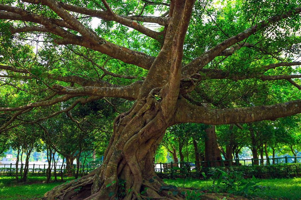 cuc-phuong-national-park-full-day-private-2