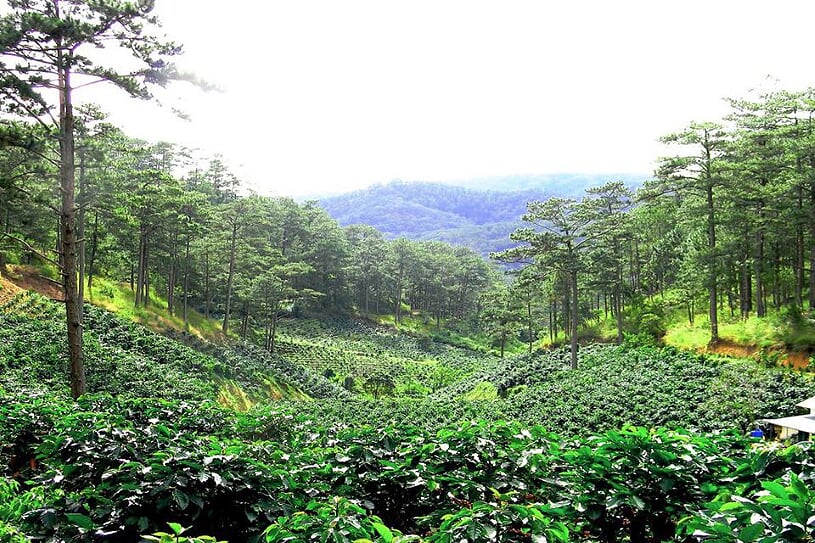 da-lat-flower
