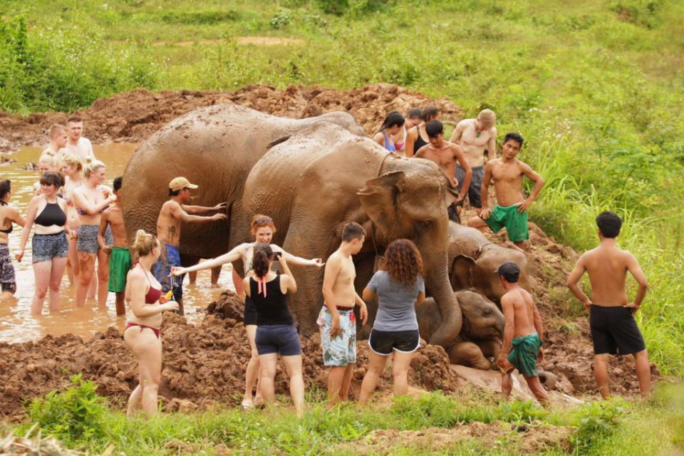 elephant-camp-chiang-mai