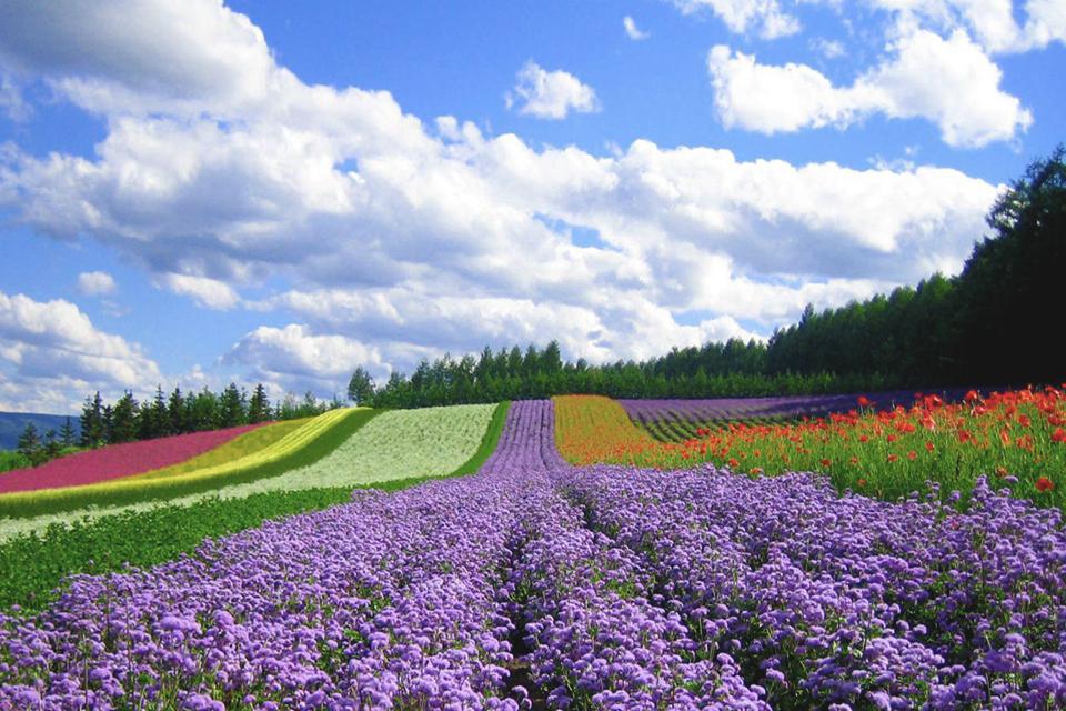 960-flower-hill-in-da-lat