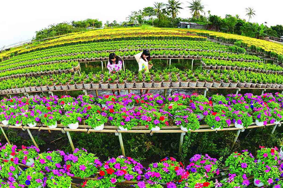 960-flowers-on-tet-holiday-in-sa-dec-mekong