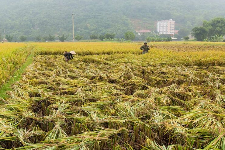 harvest-season-in-mai-chau
