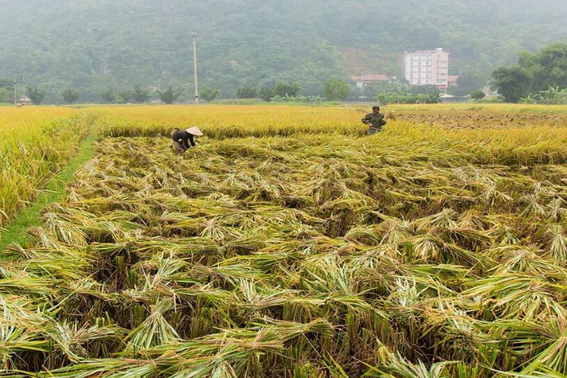 harvest-season-in-mai-chau
