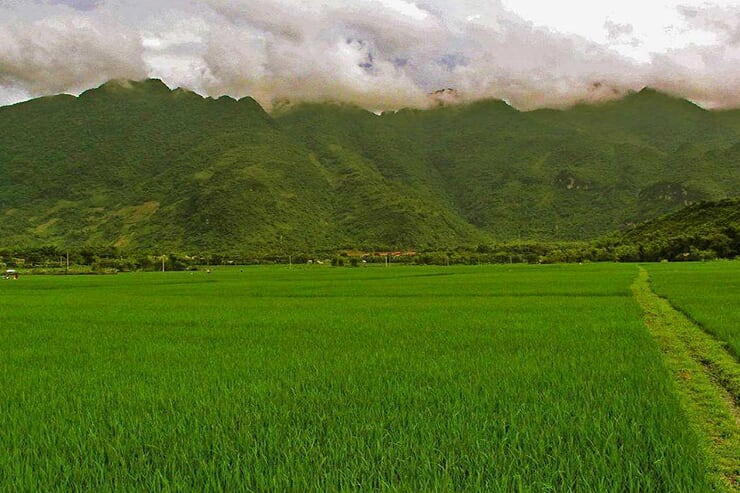 mai-chau-rice-paddies