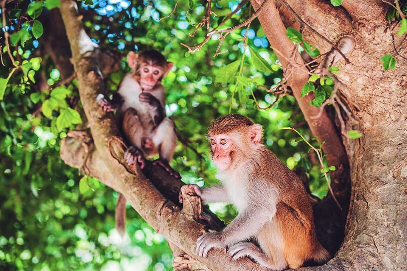 monkey-island-full-day-1