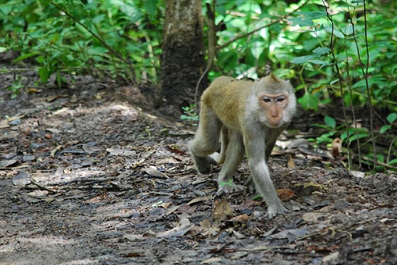 monkey-island