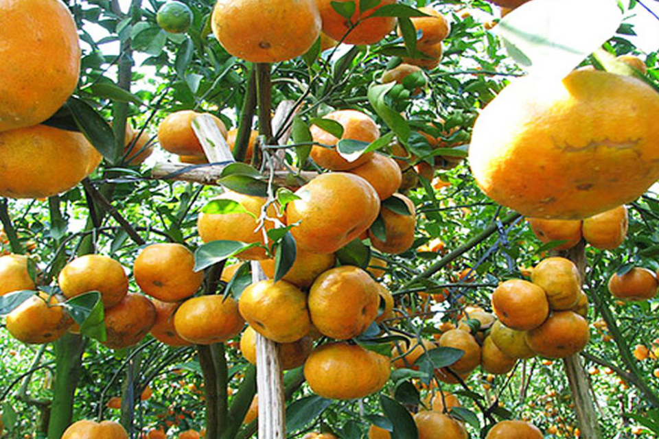 960-orange-in-mekong-delta