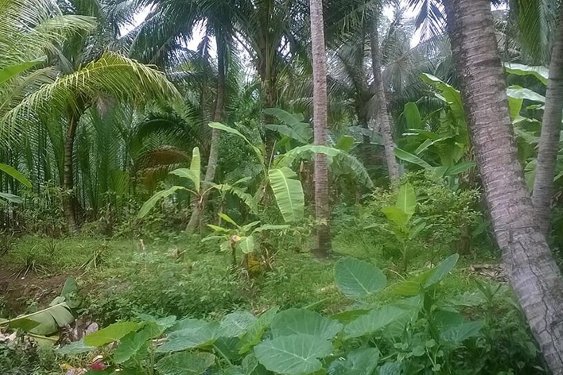 orchard-in-ben-tre