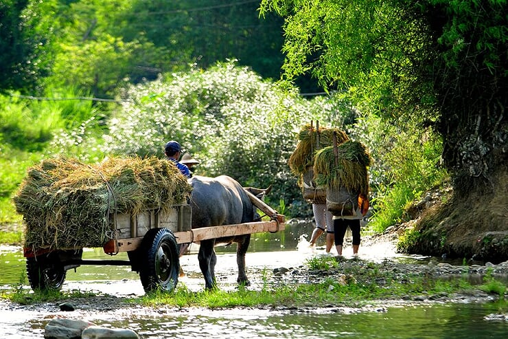 local-life