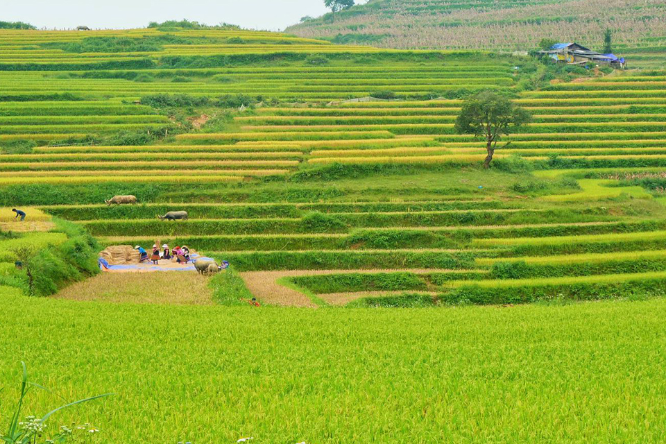 960-sapa-green-terraces
