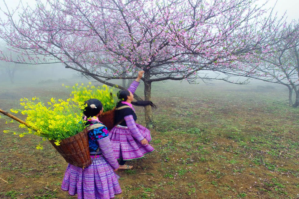 960-sapa-in-spring