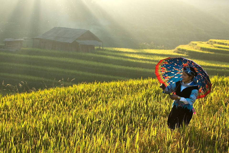 960-sapa-terraces