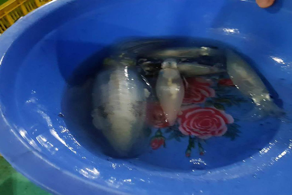 sun-set-BBQ&night-squid-in-Phu-quoc-6