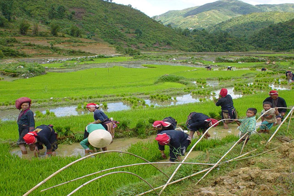 960-the-red-dzao-in-terraces