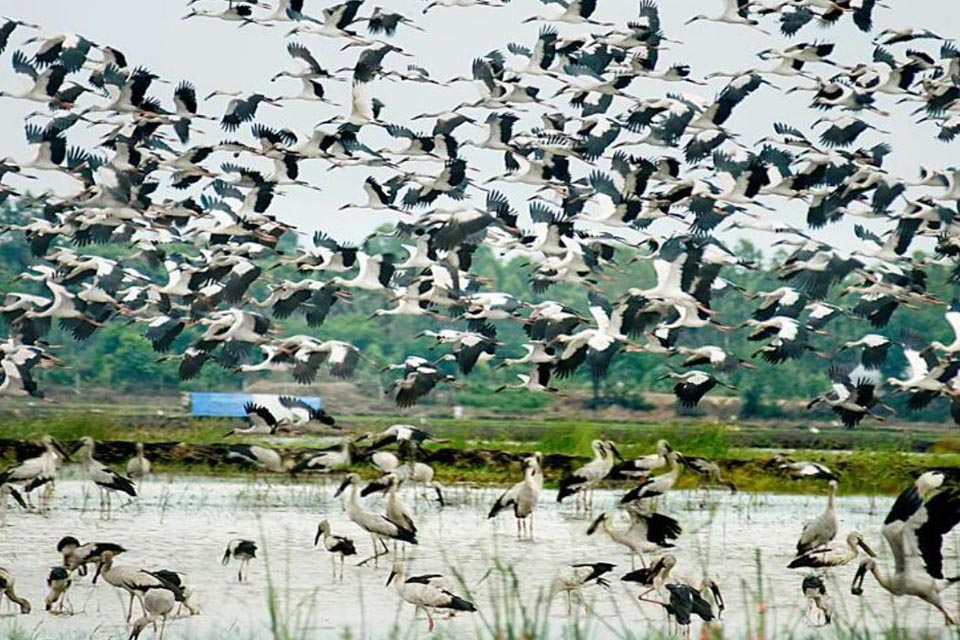 tra-su-birds-private-3-day-mekong-delta-tour-1