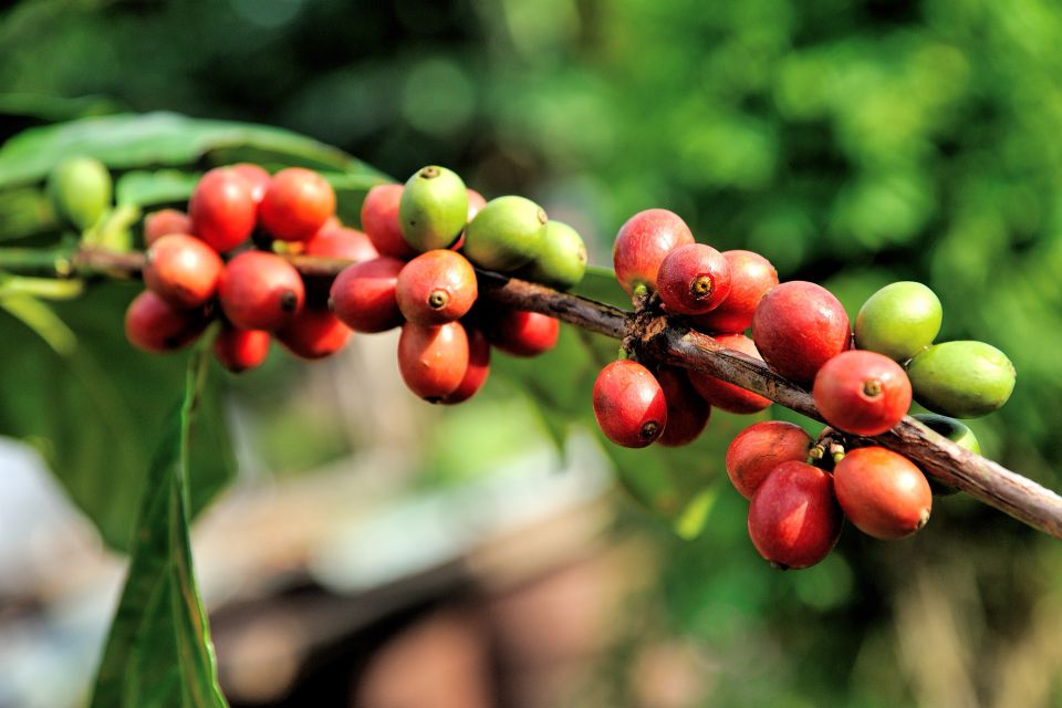 coffee