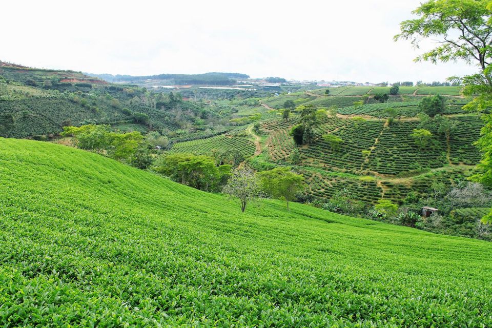 cau-dat-tea-factory