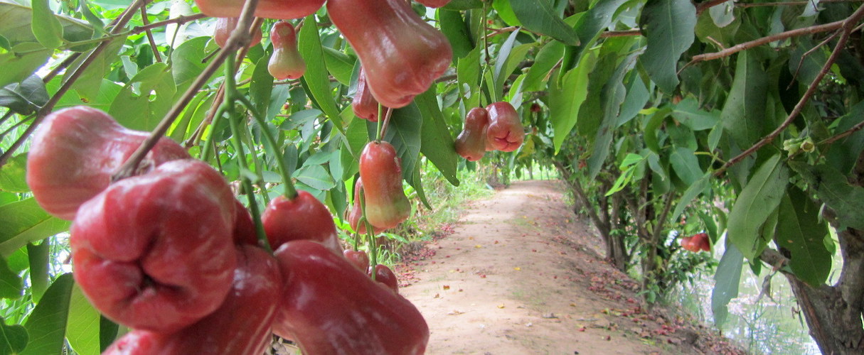 Binh Hoa Phuoc Village