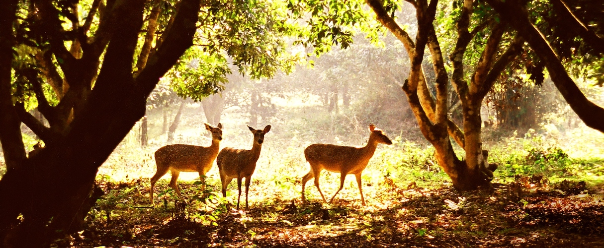 Cuc Phuong National Park
