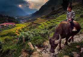 Sapa