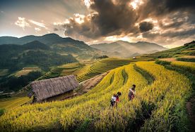 Y Linh Ho