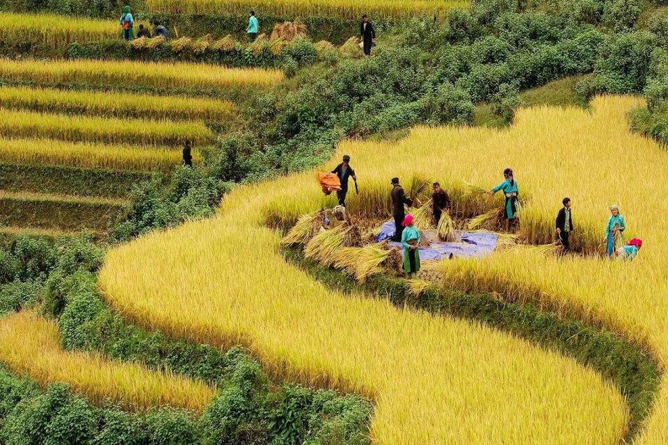 field-terace-ha-giang