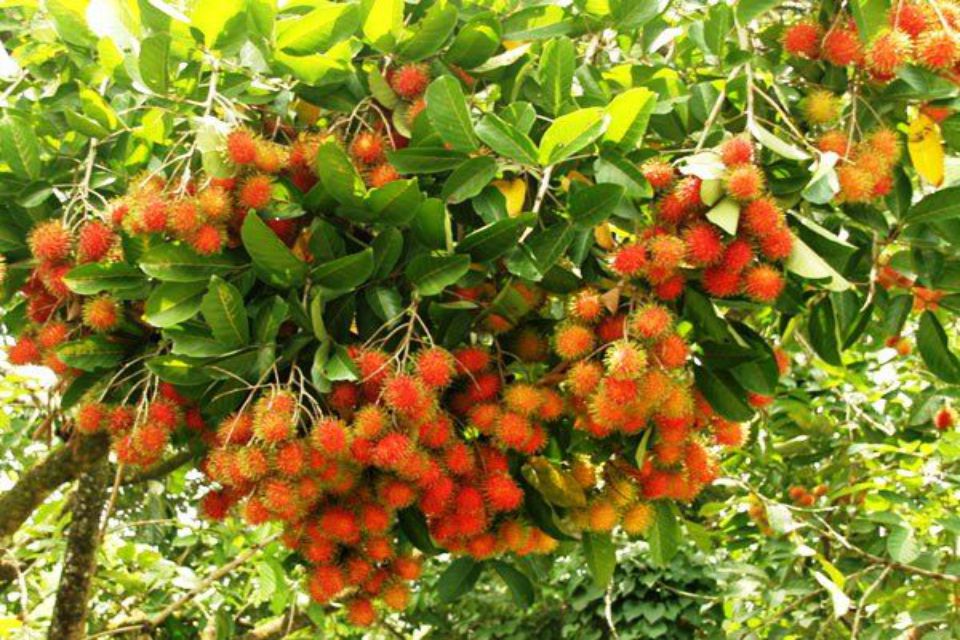 fruits