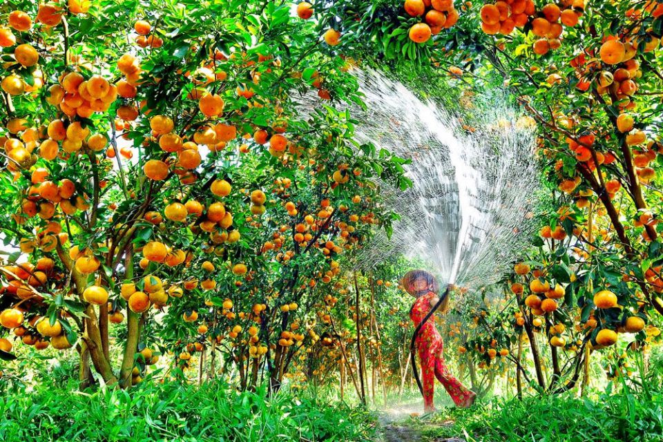 fruit-garden-lai-vung