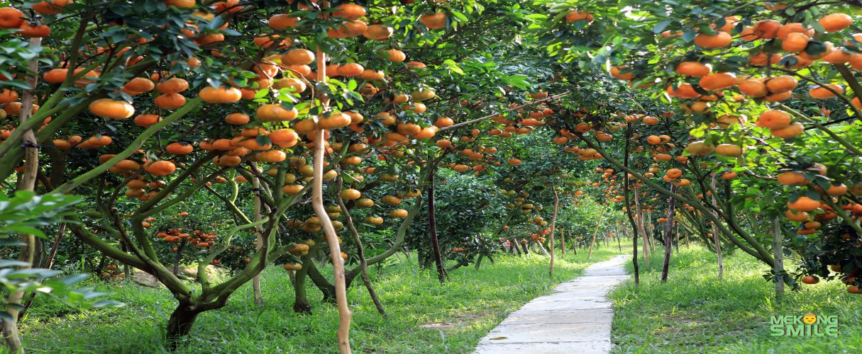 Private Lai Vung - Long Xuyen 2 days