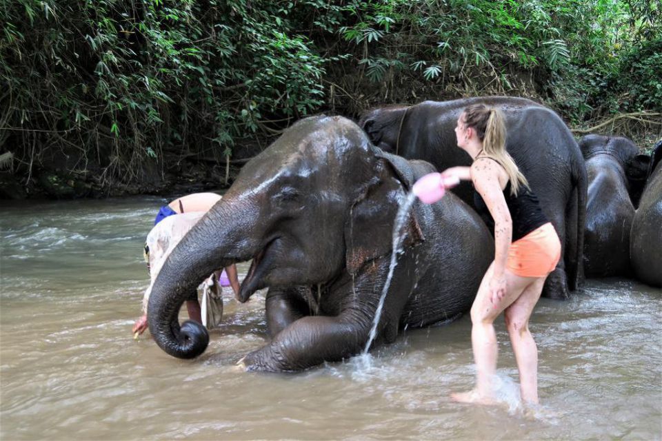 visit-old-elephant