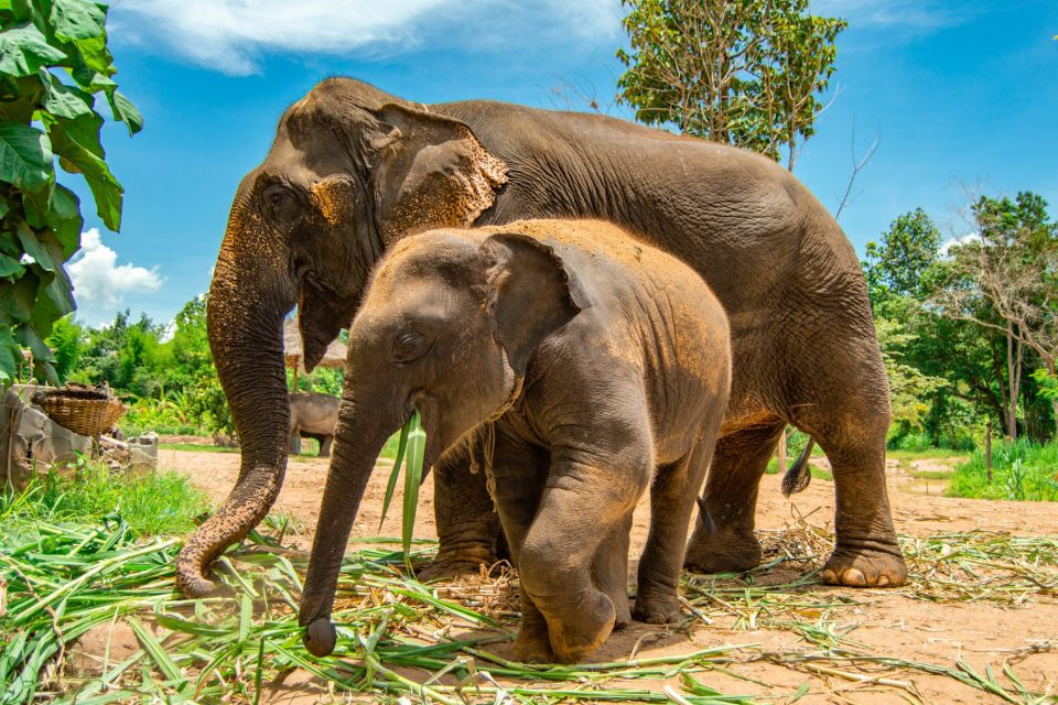 visi-the-home-of-old-elephant