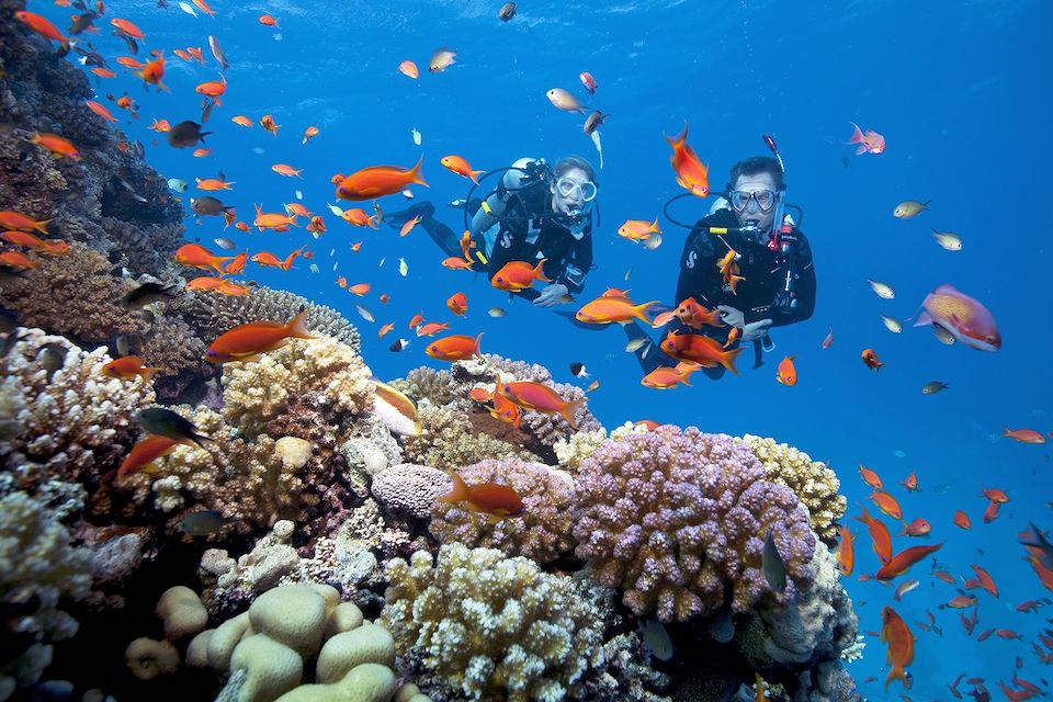 coral-reef