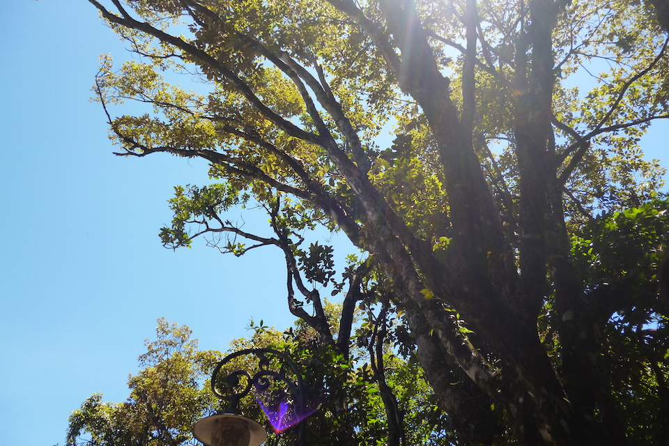 cuc-phuong-national-park-2