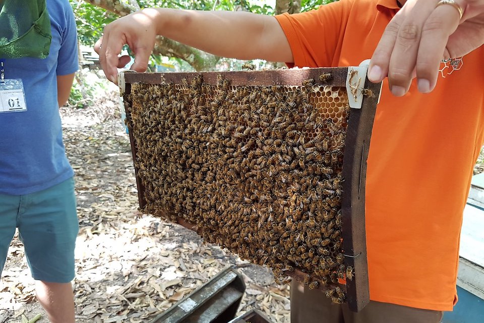 honey-bees-north-and-south-of-phu-quoc-full-day-tour-3