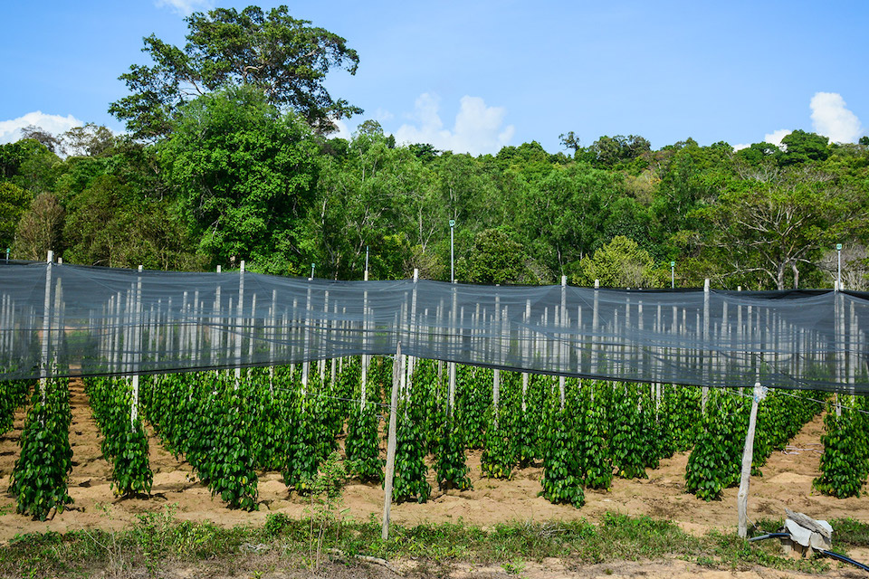 pepper-farm-discover-northern-island-and-kayak-in-cua-can-river-5