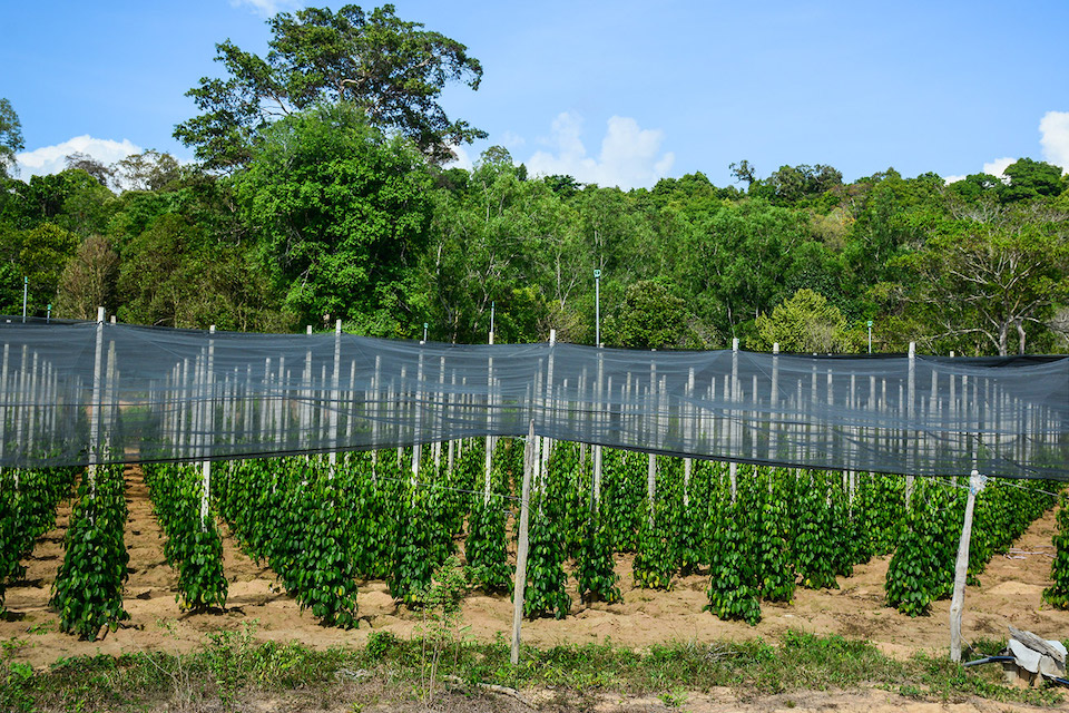 pepper-farm-phu-quoc-northern-island-day-tour-1