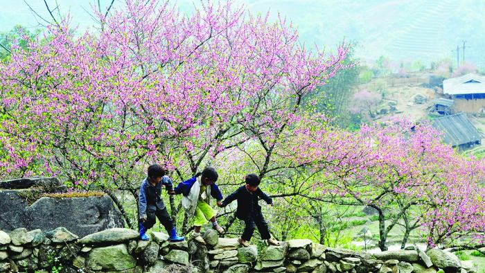 Sapa in spring